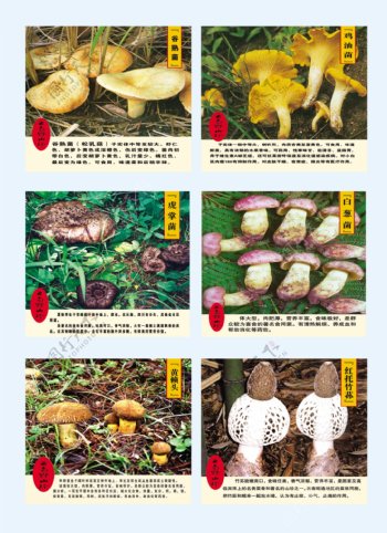 蘑菇菌图片