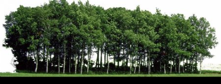 树林山林绿化图片