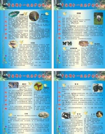 中国部分一级保护动物图片
