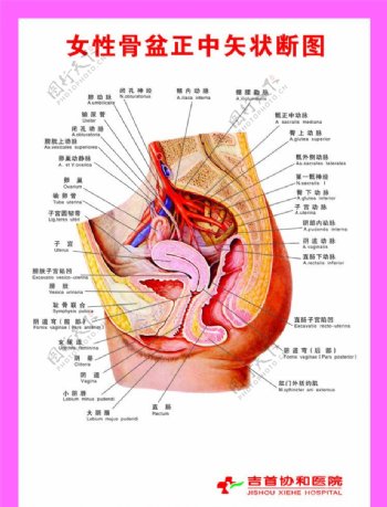 妇科科室挂图图片