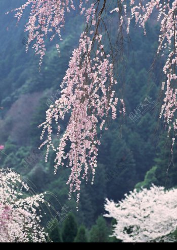 樱花与富士山0042
