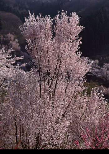 樱花与富士山0044