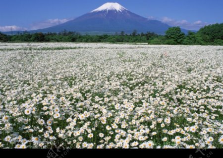 樱花与富士山0123