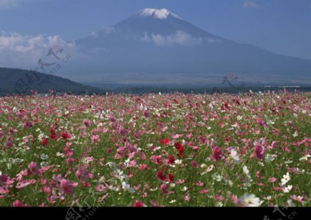樱花与富士山0126