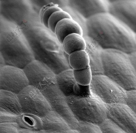 昆虫显微镜图片0070