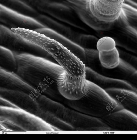 昆虫显微镜图片0050