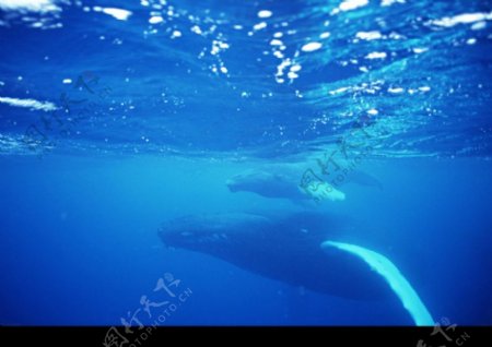 海豚鲸鱼企鹅0162