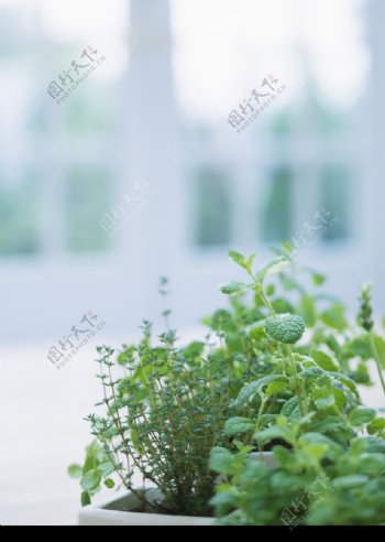 植物与空间0186