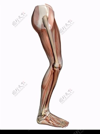 肌肉人体模型0071