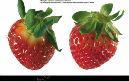 草莓0036