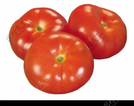西红柿0016
