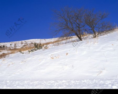 冬天雪景0172