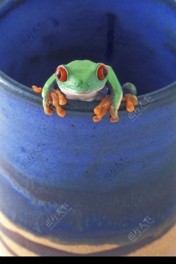 可爱青蛙0120