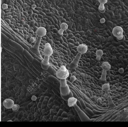 昆虫显微镜图片0075