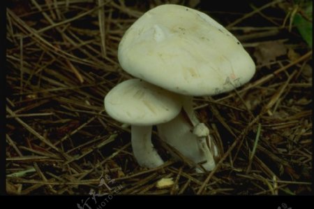 野生蘑菇0022