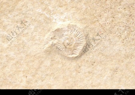 化石0031