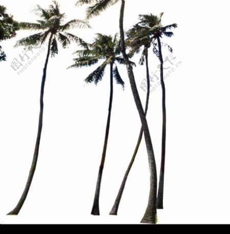棕榈及椰树0028