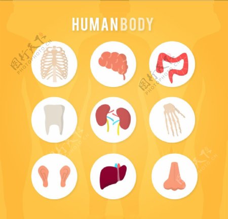 人体解剖图