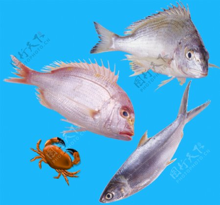 海鲜鱼蟹餐饮美食食材原料素材