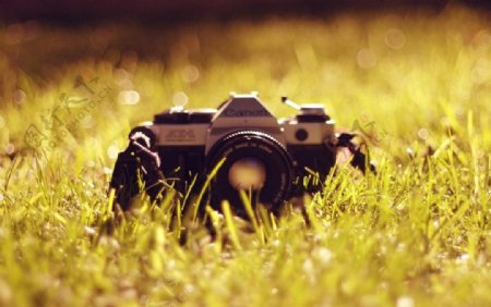 黄草地里的佳能相机