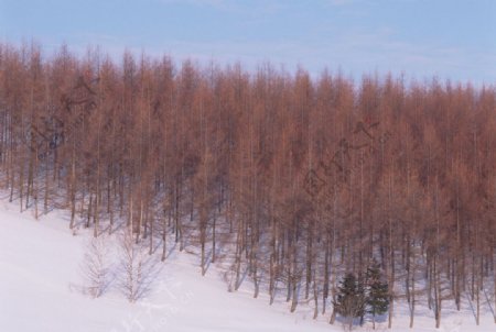 林海雪原