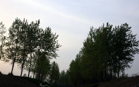 青町凤凰沟边树林