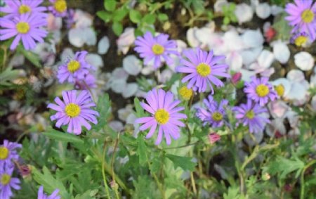 草丛钟的紫色小花