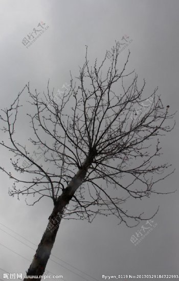 雨中小树