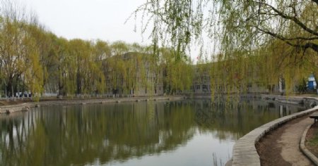 春天柳树湖水