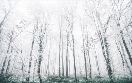 下满霜的树林