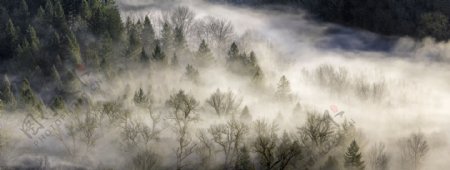 云气缭绕环绕的松树林高清摄影