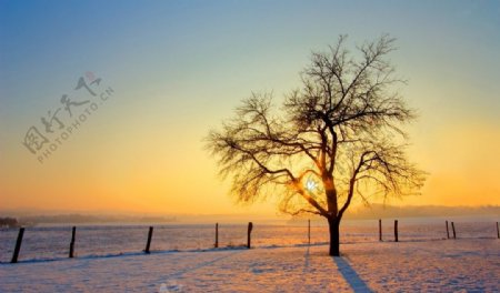 雪中孤树