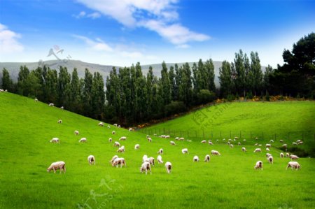绿草地羊群