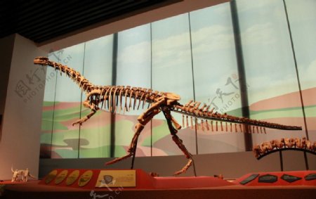 云南省博物馆恐龙化石