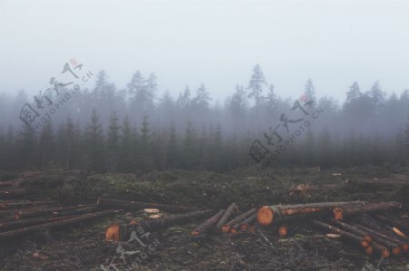 雾霭树林