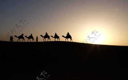 黄昏骆驼队