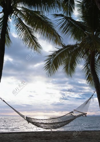 海边椰树上的吊床