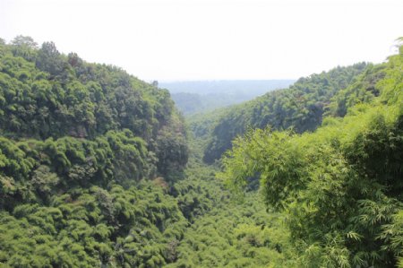 鸡冠山竹林