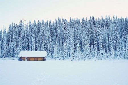 雪山中的树林和房子