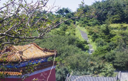 泰山景