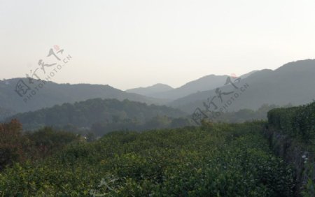 龙井茶山