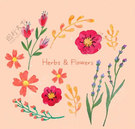 水彩美丽的香草和花卉