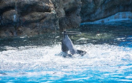 海洋王国海豚表演