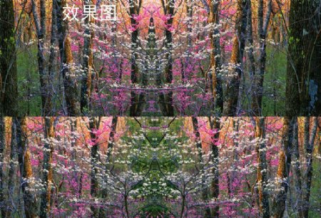 樱花大树林动态视频背景