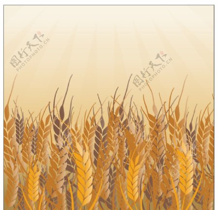 小麦矢量