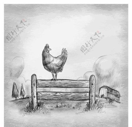 手绘素描农场的公鸡