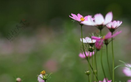 格桑花