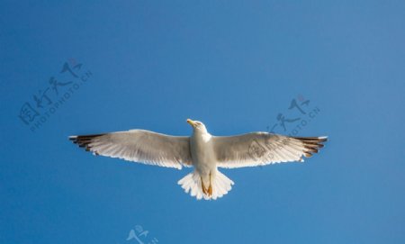 蓝天下翱翔的海鸥
