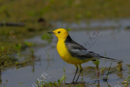 黄头鹡鸰鸟