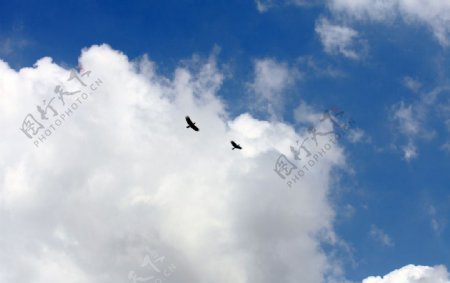 蓝天下翱翔的鸟